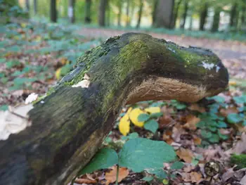 Vagevuurbos en Lippensgoed-Bulskampveld (België)